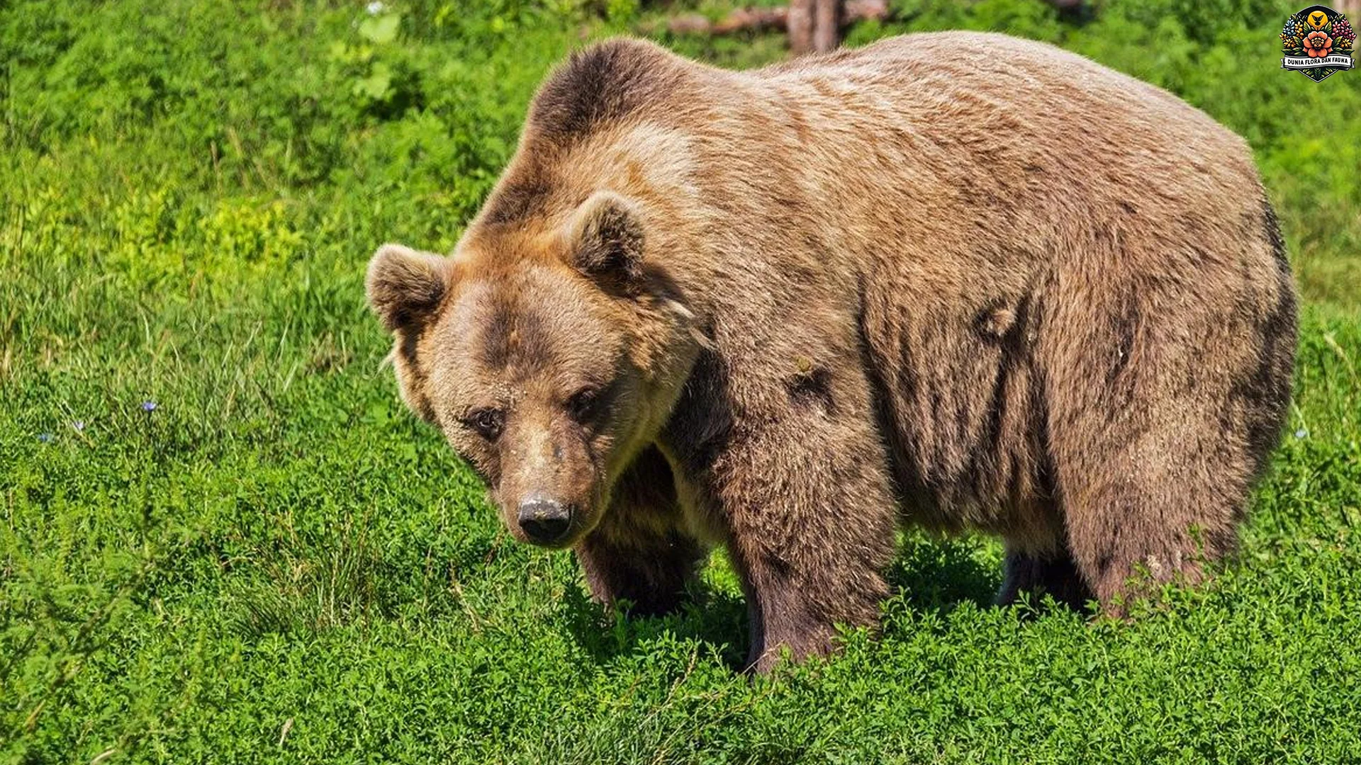 Beruang Coklat Dengan 3 Ukuran Tubuh Raksasa yang Mengejutkan
