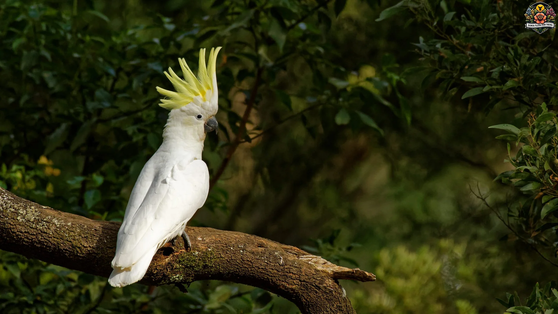 Fakta 4 Suara Unik Kakak Tua Peniru Manusia Asli