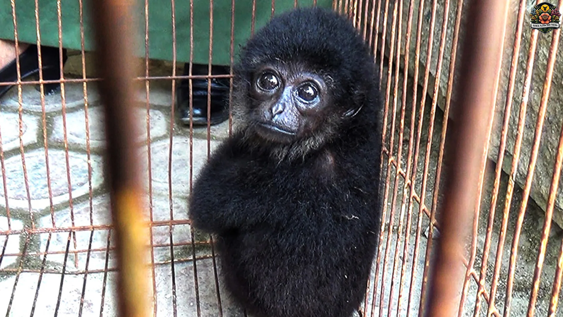 Hewan Sarudung 5 Habitat Asli Di Rawa Dan Danau Kalimantan