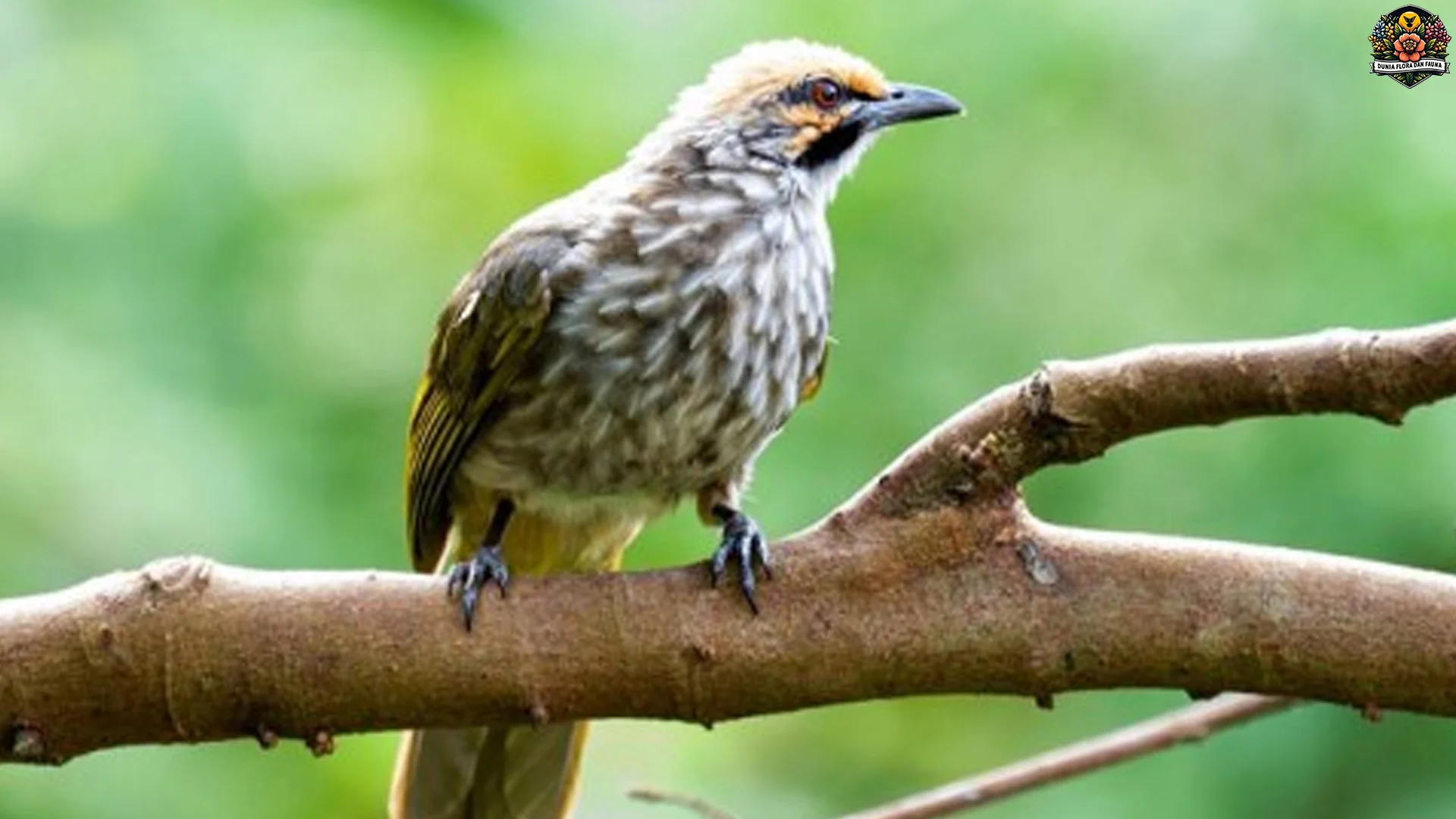Masteran Cucakrawa 5 Suara Terbaik dari Burung Koloni Lainnya