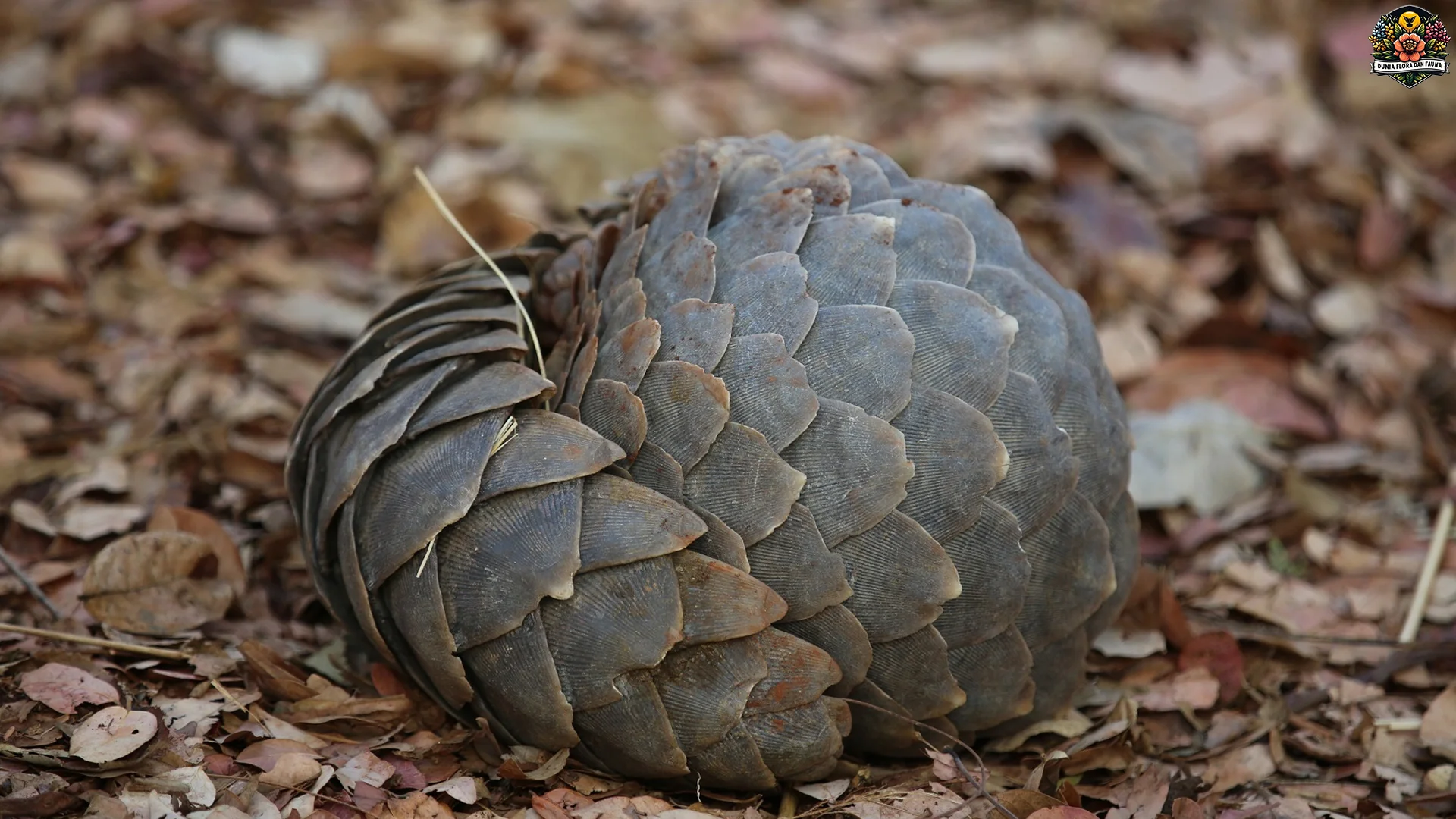 5 Fakta Reproduksi Trenggiling yang Jarang Diketahui