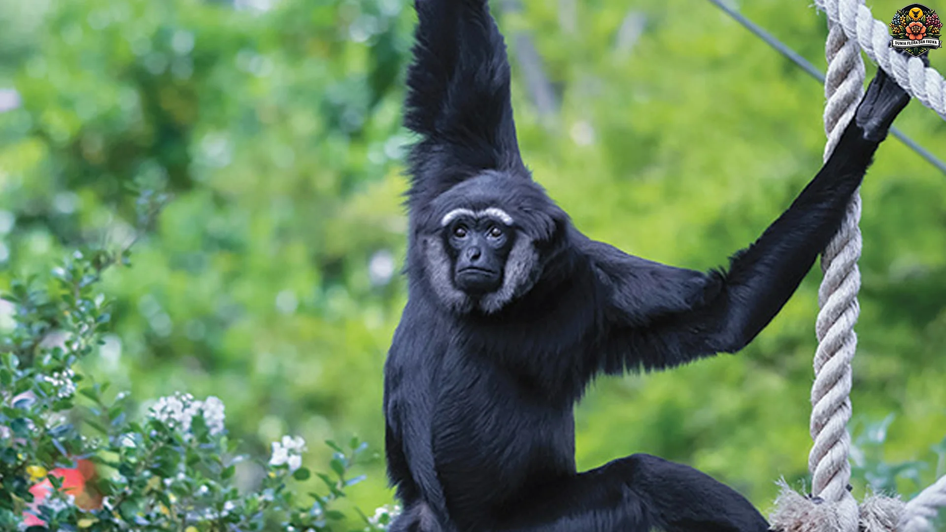 Owa ungko 4 Kemampuan Asli Berayun dari Pohon ke Pohon
