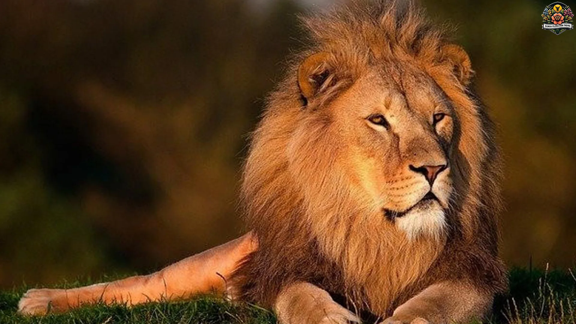 Singa 3 Kemampuan Berburu Berkelompok Paling Mematikan