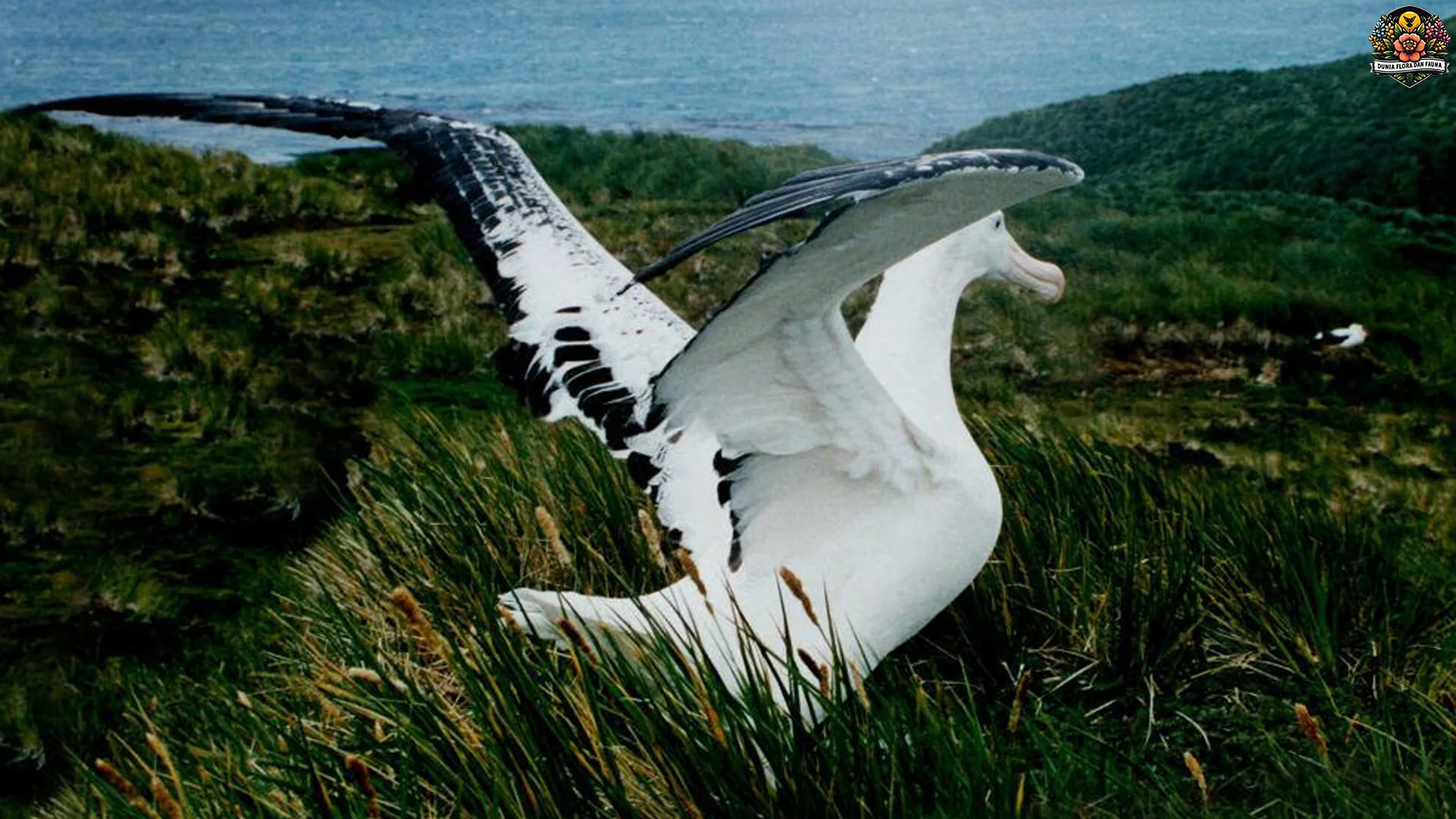 Albatros Kelana Sayap Gila Terbentang 3 Meter Lebih