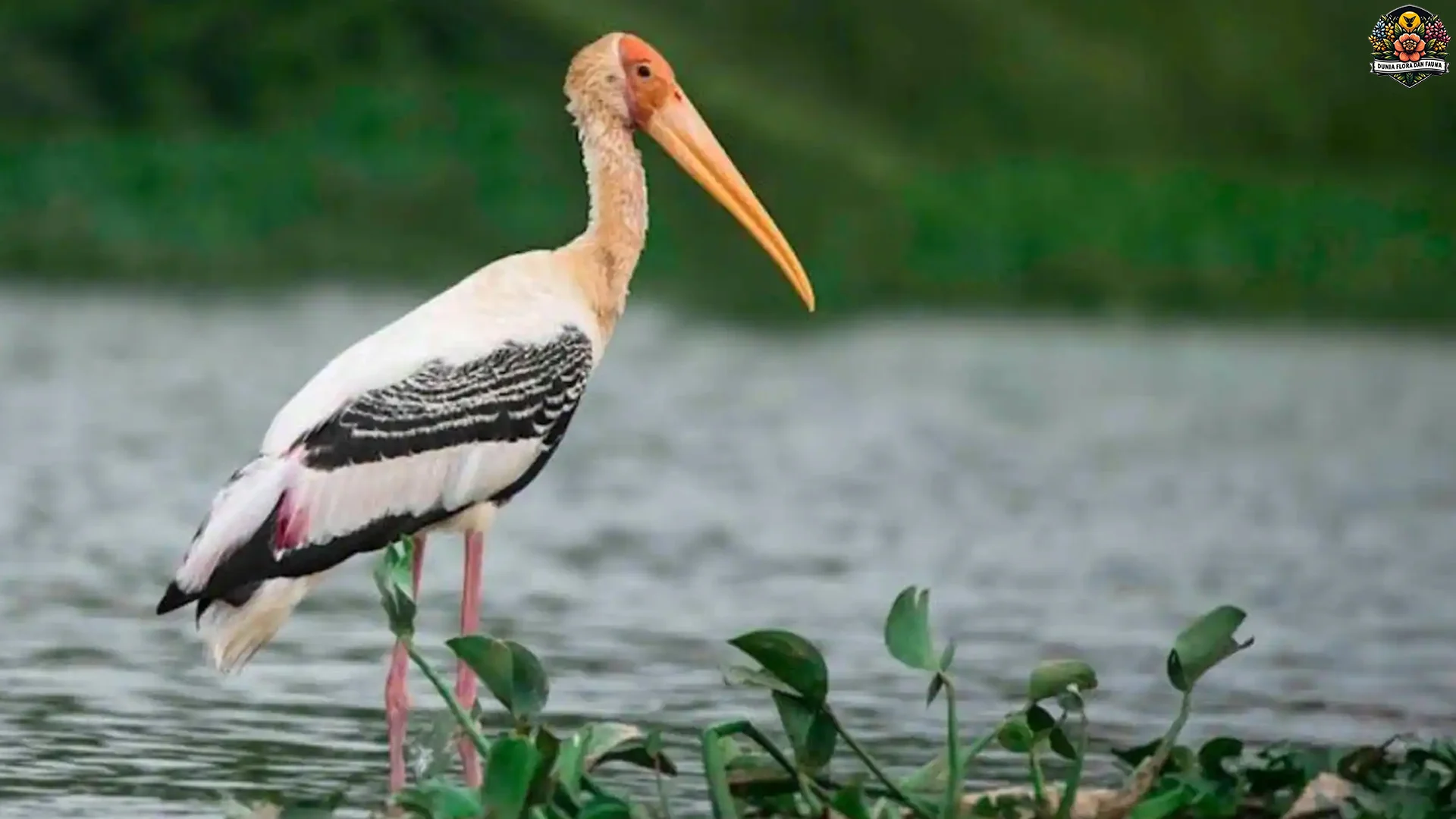 Burung Bangau 4 Karakteristik Unik Yang Membuatnya Istimewa