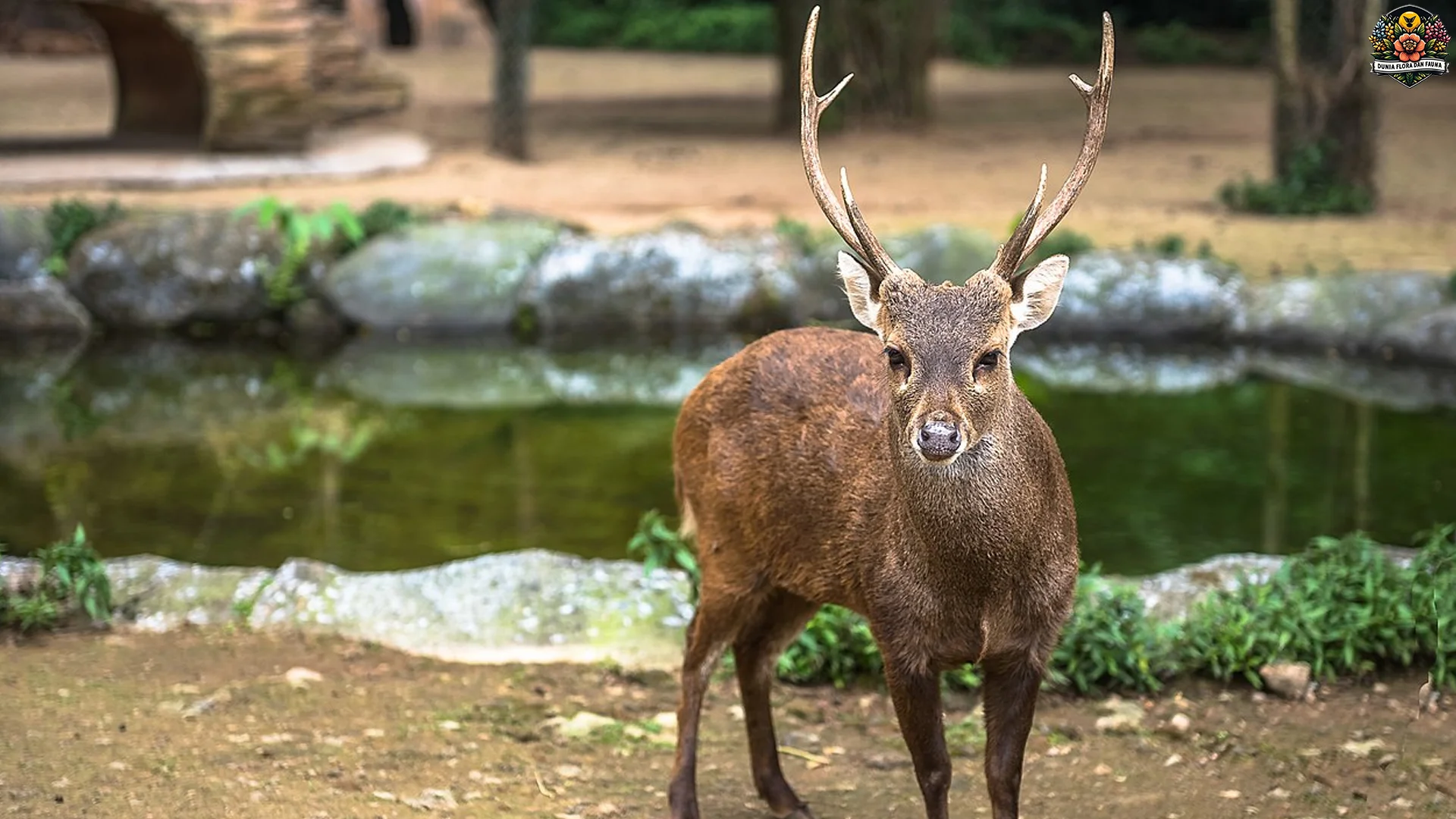 Rusa Bawean Dan 4 Ciri Fisik Yang Membuatnya Istimewa