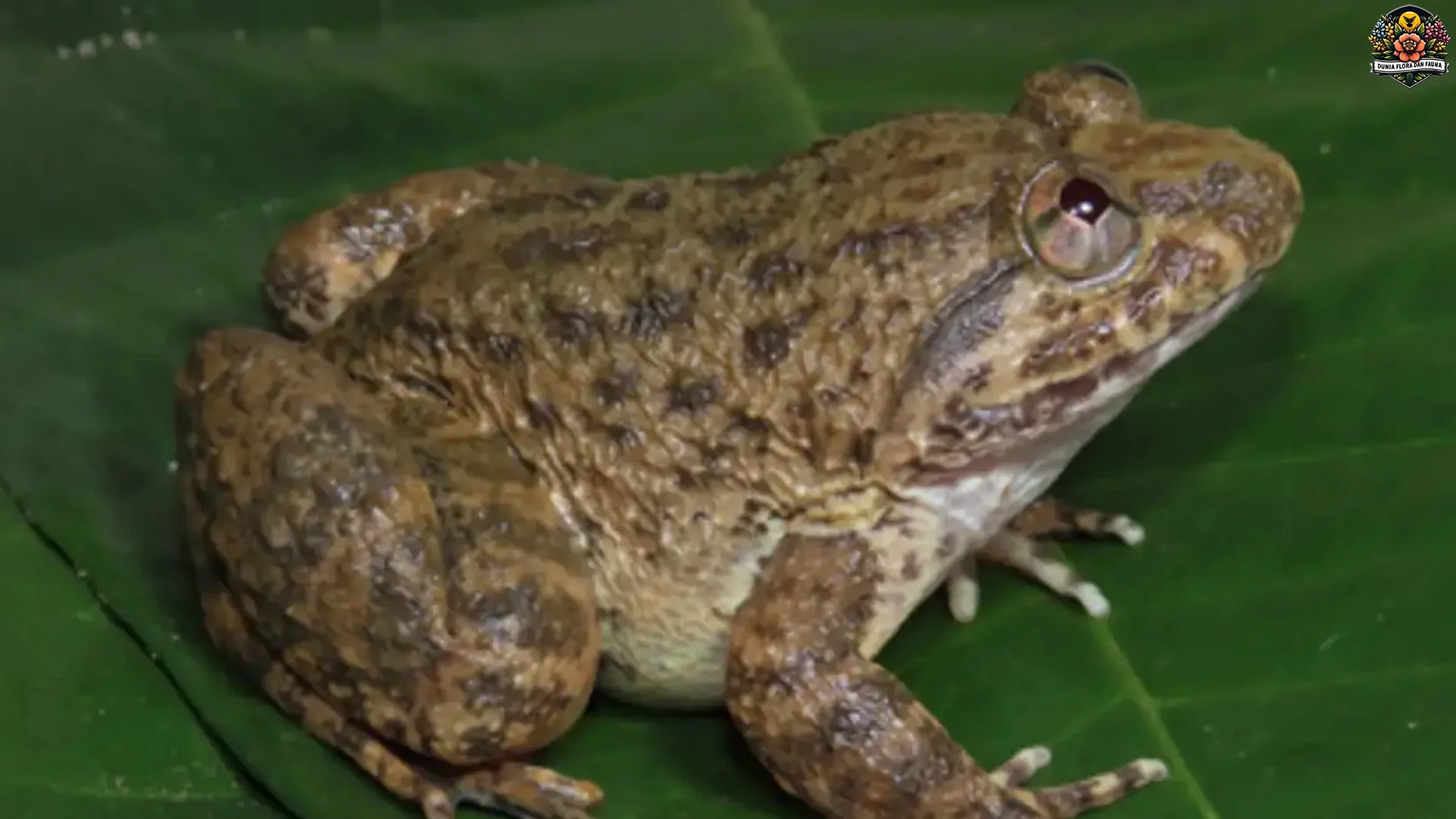 5 Jenis Katak Peliharaan Yang Populer Dan Mudah Dirawat