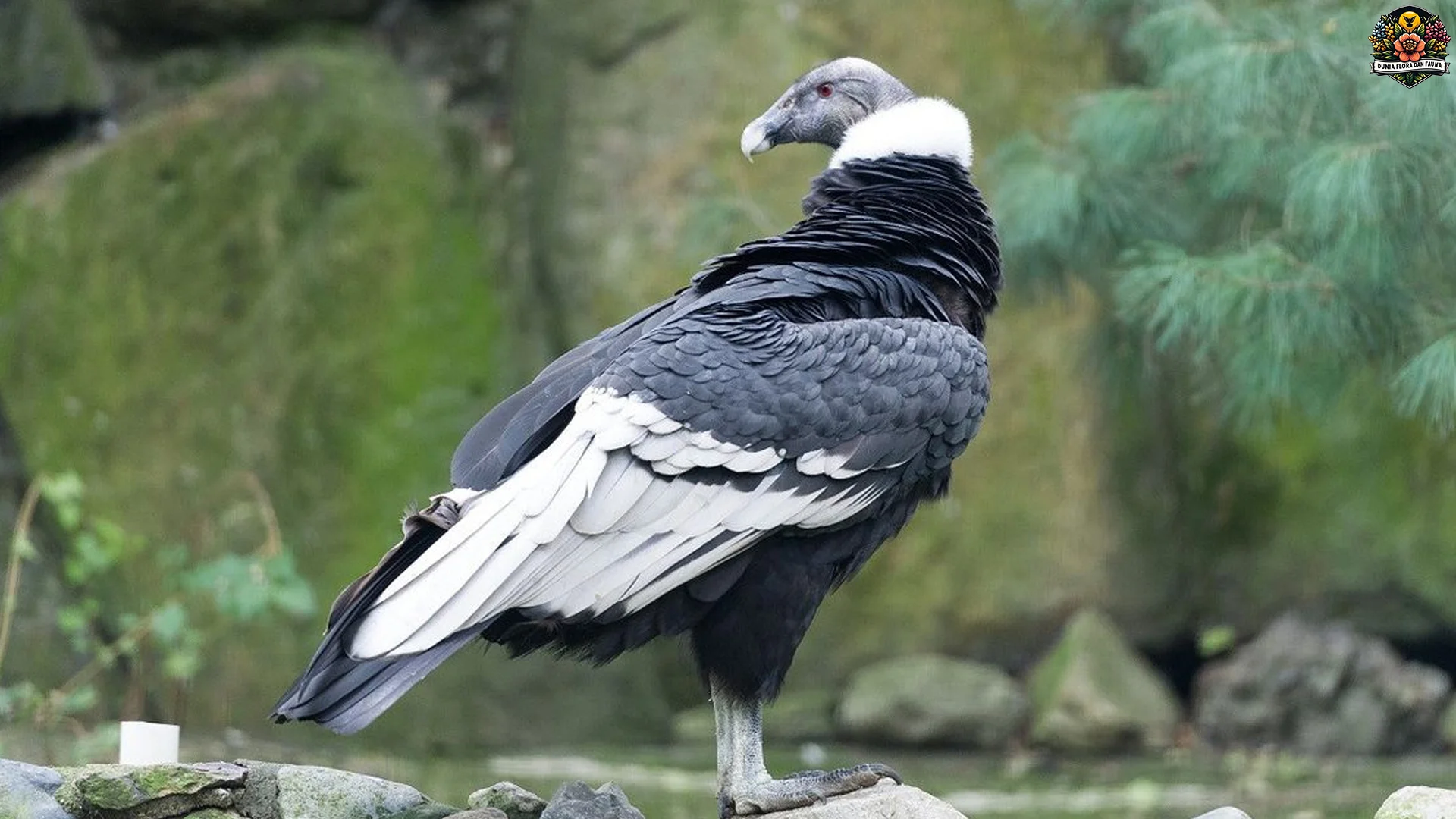 Kondor Andes Burung Raksasa 5 Simbol Kebanggaan Amerika Latin