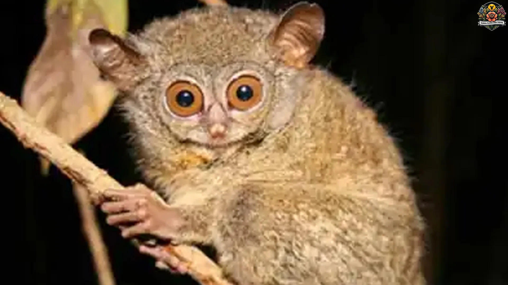 Tarsius 1 Siklus Tidur Paling Aneh di Dunia Hewan