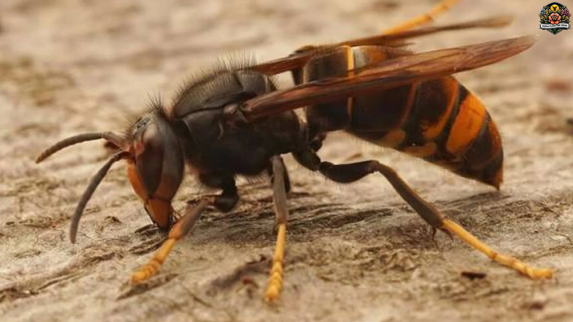 Hewan Tabuhan 4 Sifat Agresif Jika Sarangnya Terganggu