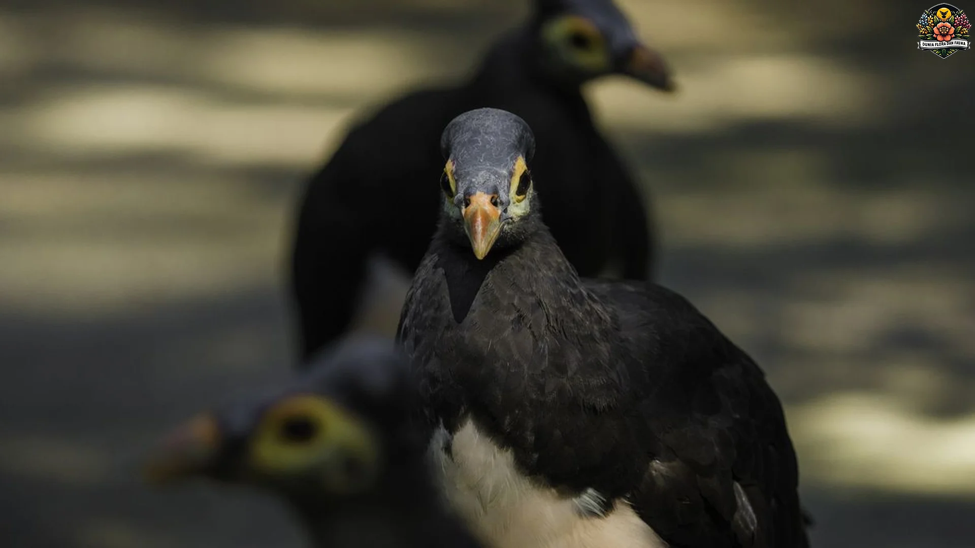 Maleo Senkawor Miliki 5 Kebiasaan Alam yang Menjadi Keunikan Satwa