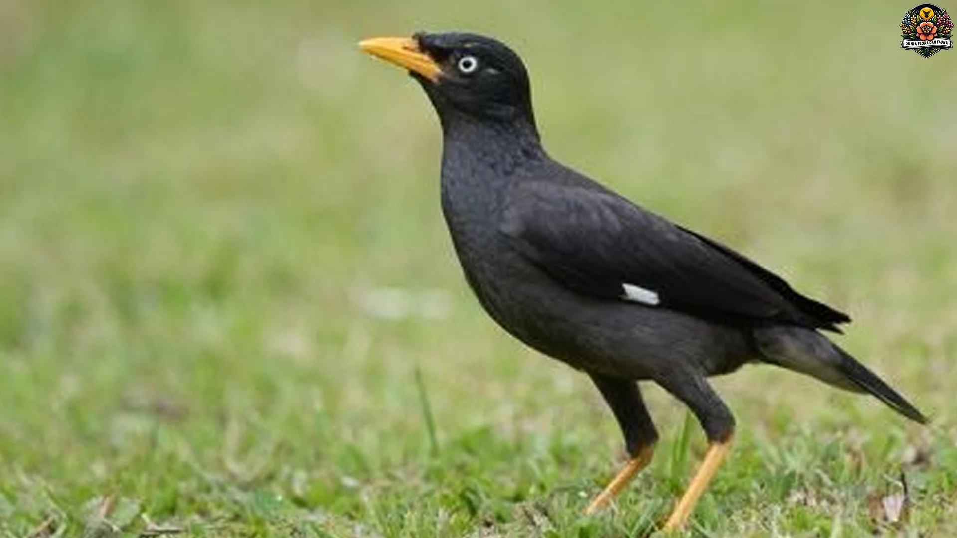 Jalak 4 Keistimewaan Asli Dibanding Burung Kicau Lainnya 