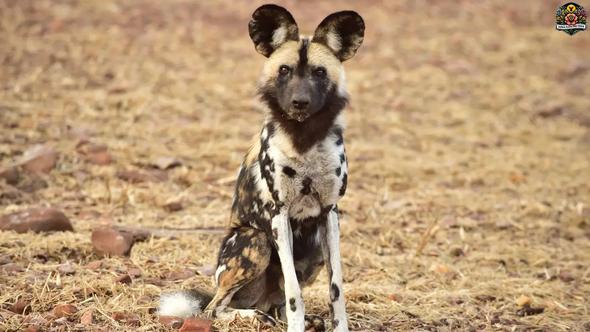 Iganyana Populasi 3 Ribuan Hewan Pemburu Paling Efisien 