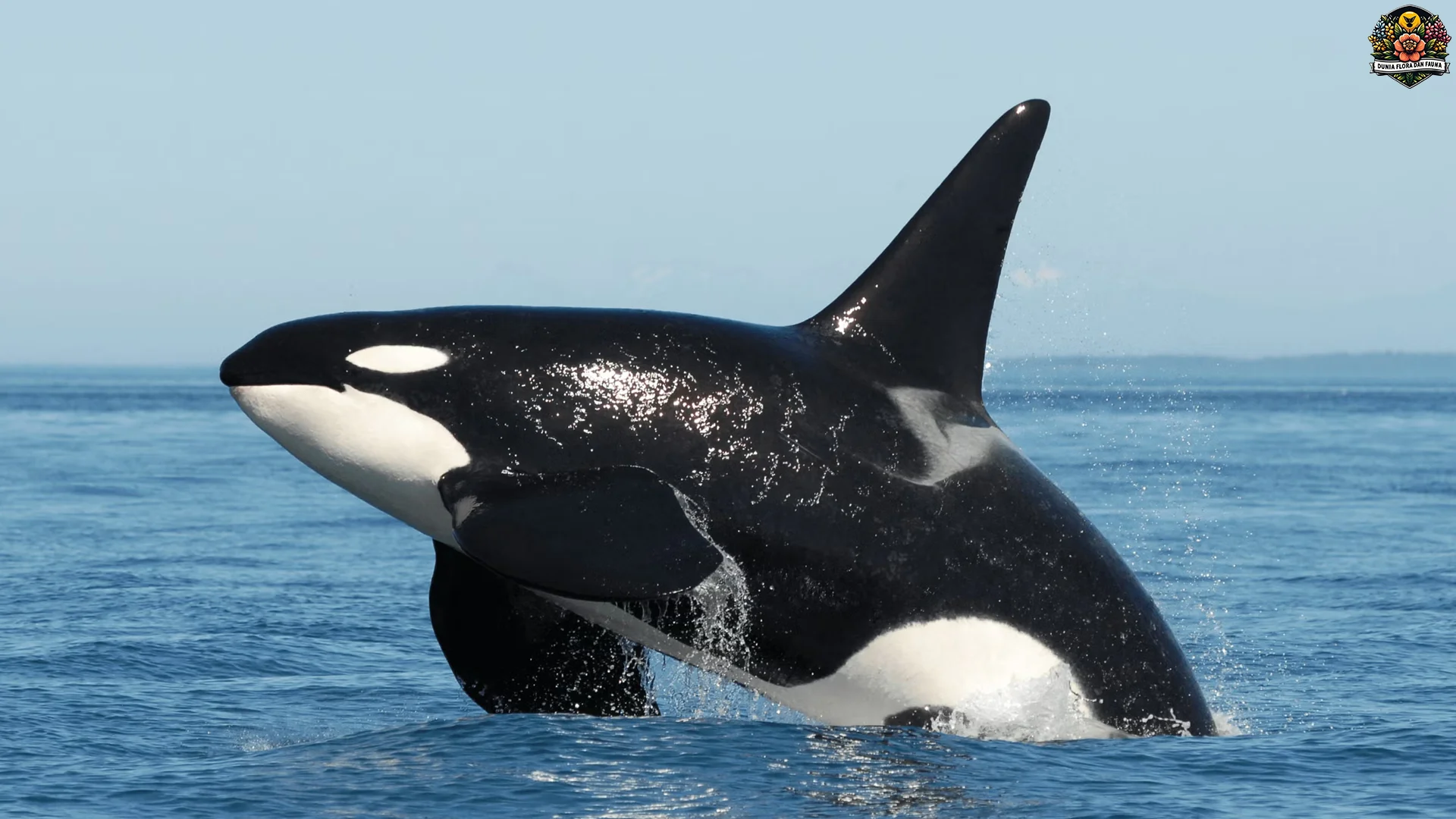 Hewan Orca Sajikan 5 Keunikan Tingkah Laku Di Alam Liar