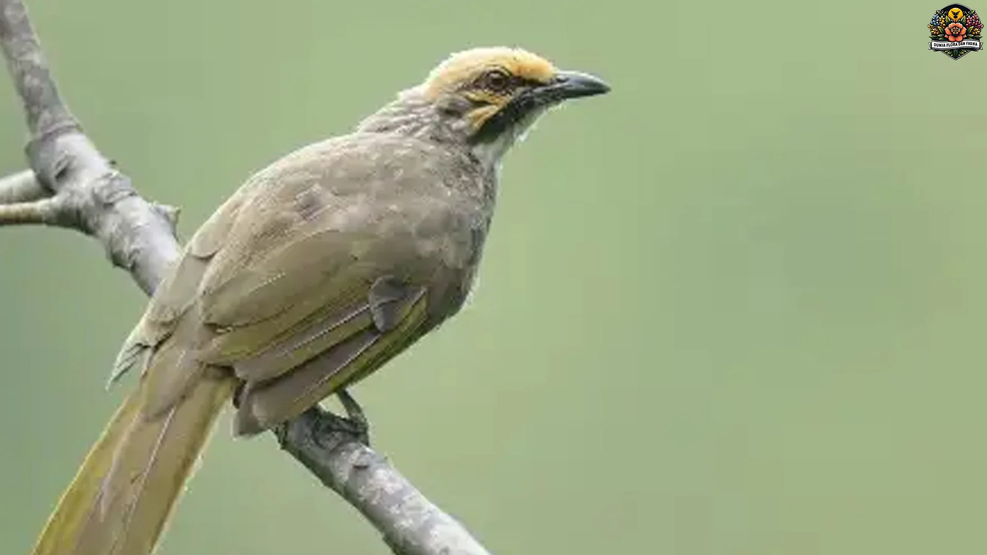 Masteran Cucakrawa 5 Suara Terbaik dari Burung Koloni Lainnya