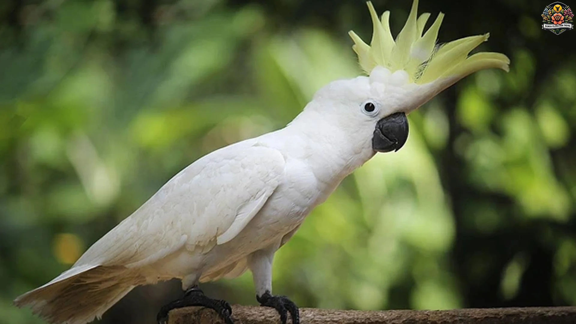 Fakta 4 Suara Unik Kakak Tua Peniru Manusia Asli