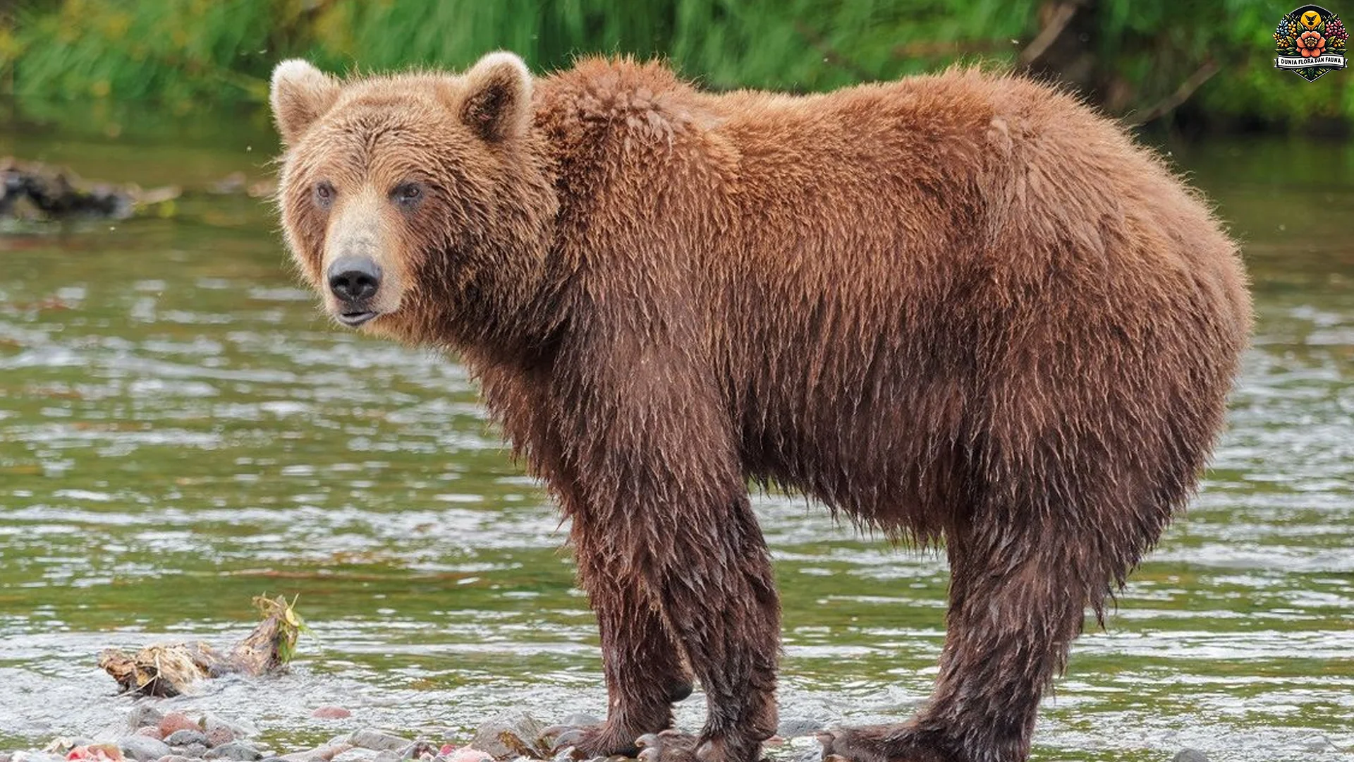 Beruang Coklat Dengan 3 Ukuran Tubuh Raksasa yang Mengejutkan