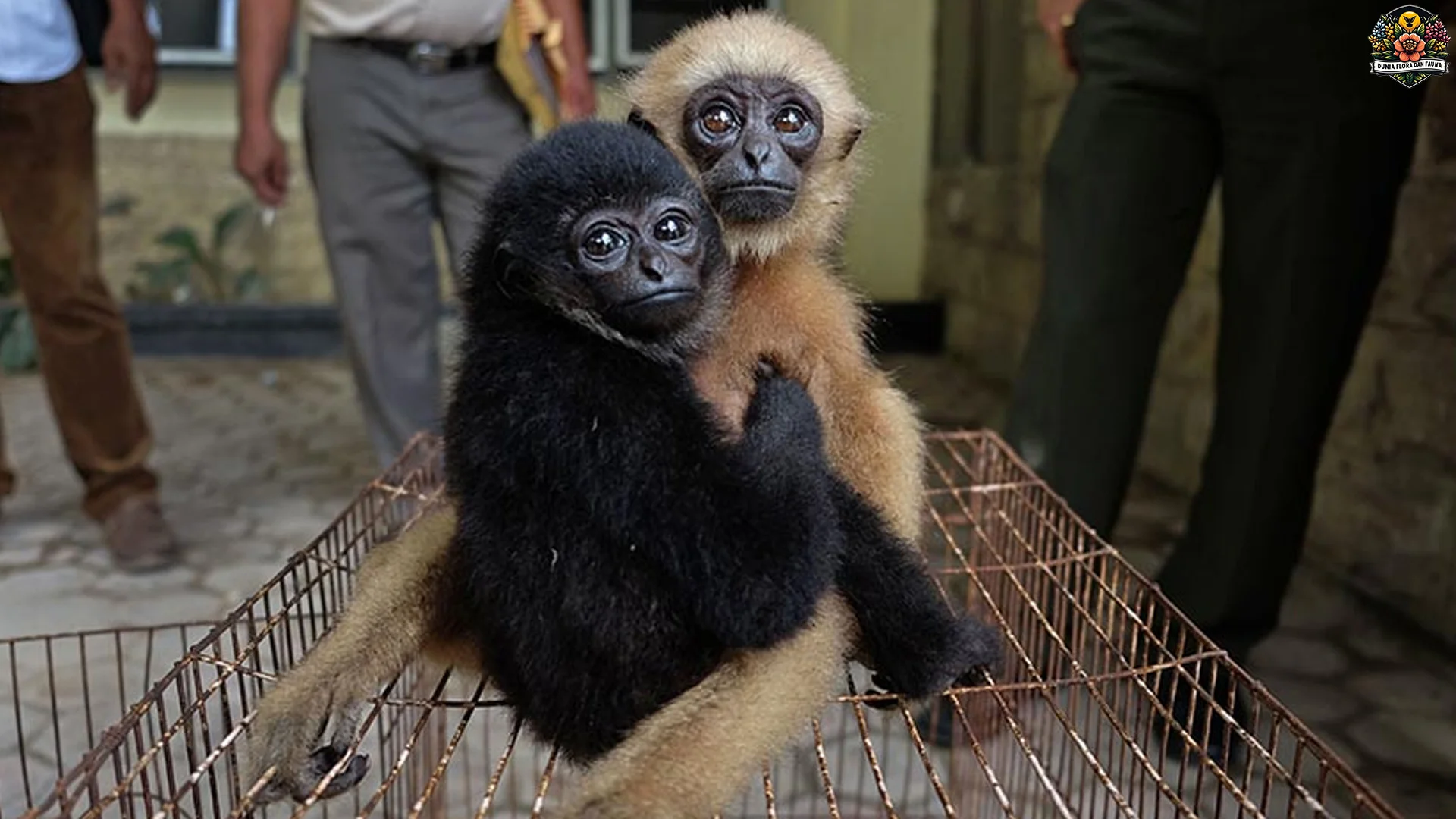 Hewan Sarudung 5 Habitat Asli Di Rawa Dan Danau Kalimantan
