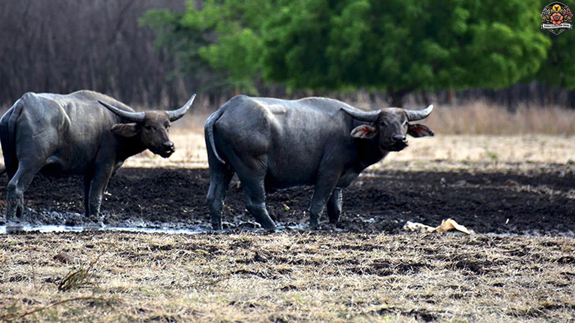 4 Hal Menarik Tentang Kerbau yang Perlu Kamu Ketahui Segera