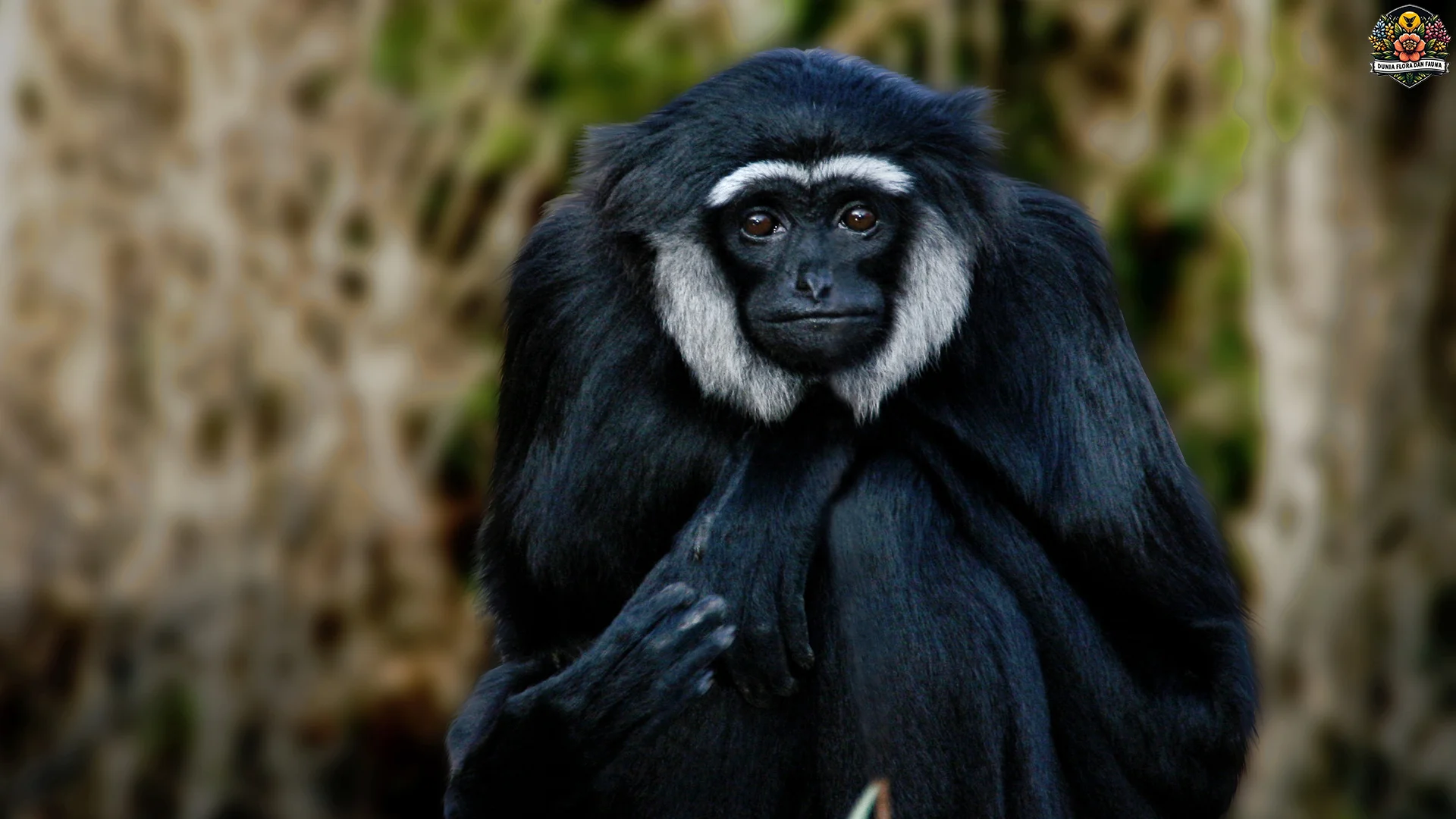Owa ungko 4 Kemampuan Asli Berayun dari Pohon ke Pohon 2 Owa ungko 4 Kemampuan Asli Berayun dari Pohon ke Pohon