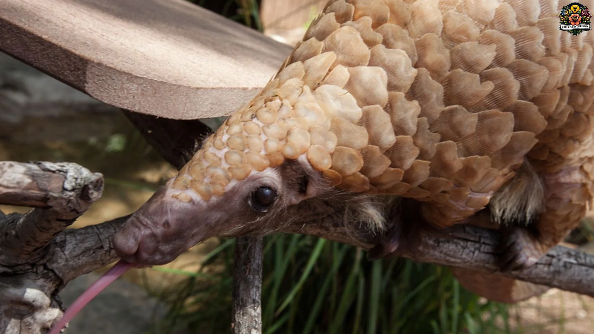 5 Fakta Reproduksi Trenggiling yang Jarang Diketahui